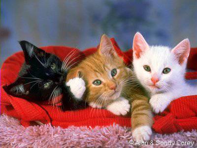 jollie photo