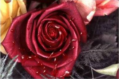 beautiful flowers